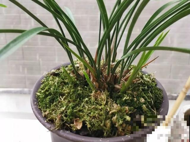 家里养盆虎皮兰，小花盆、挤着养，疯狂开花爆小崽！