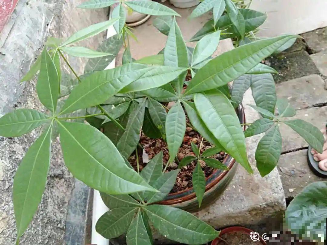 公认难养的6种花，新手慎买，养不活还浪费钱