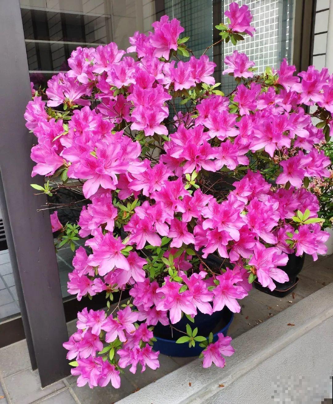 6种花种在大门口，花开一整片，镇宅又霸气！