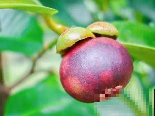 6种植物不按套路生长？你吃的水果，就是这么长出来的！