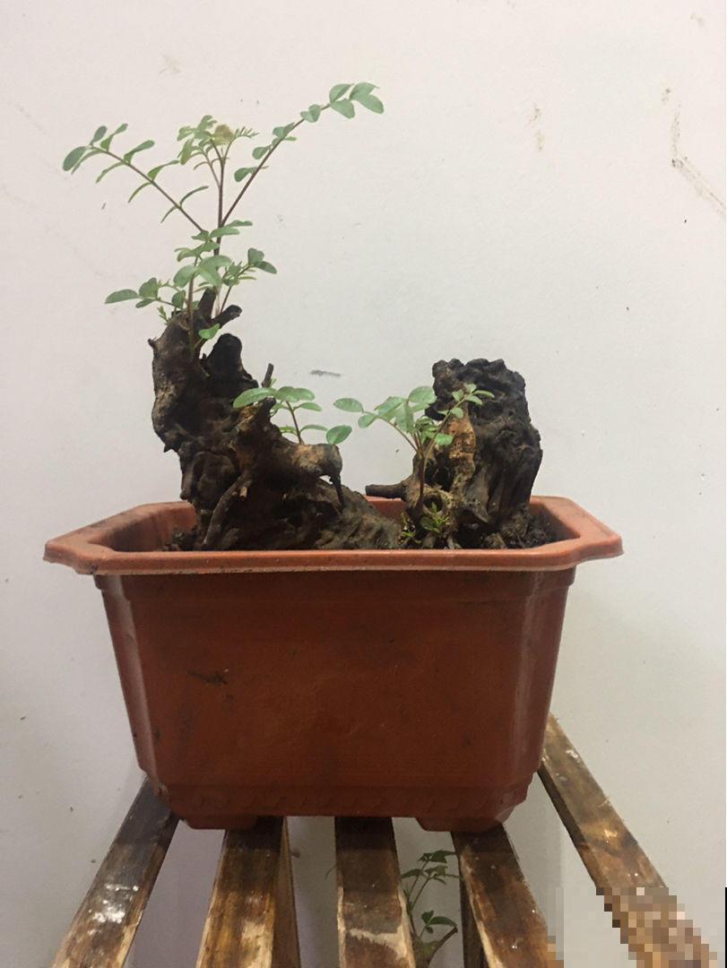 家养一棵清香木，养成盆景美得要命，亲戚朋友都眼红！