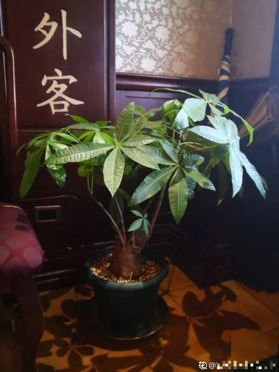 10种花，春天不能晒，躲屋里最安全！