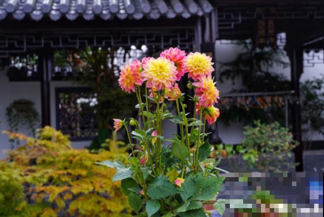 她家院子美得像仙境，海棠梅花开满树，满地都落花瓣雨！