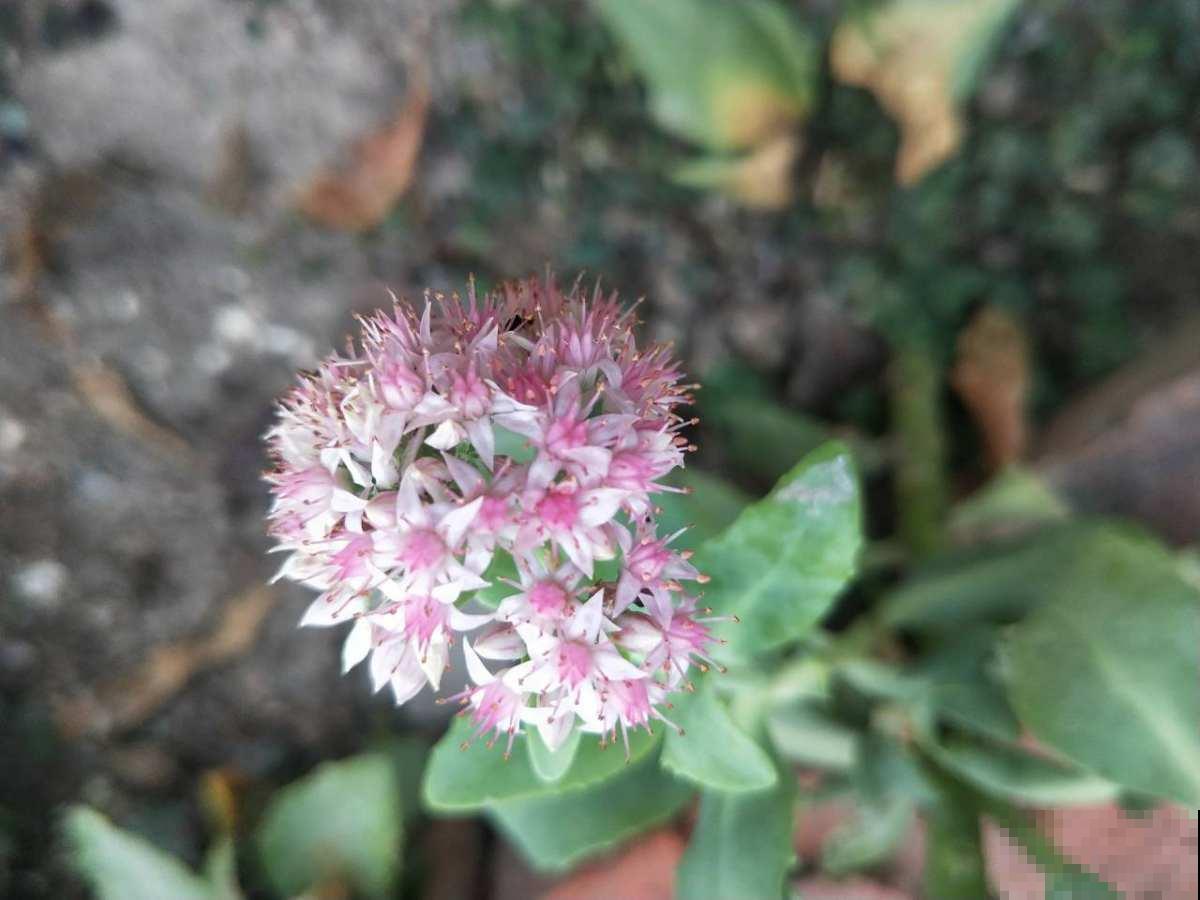 想要养皮实花，就养八宝景天，耐旱耐盐碱，开花就成大花球