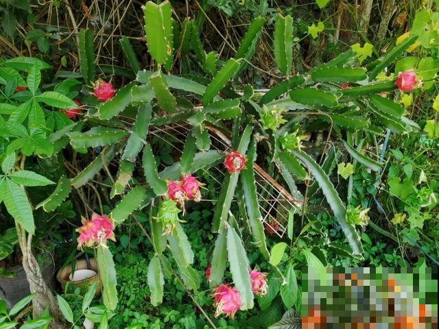 6种植物不按套路生长？你吃的水果，就是这么长出来的！