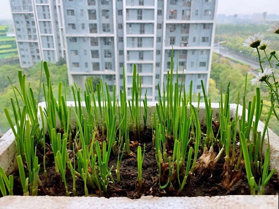 10种菜，阳台就能养，蹭蹭长满一盆，都快吃不了了