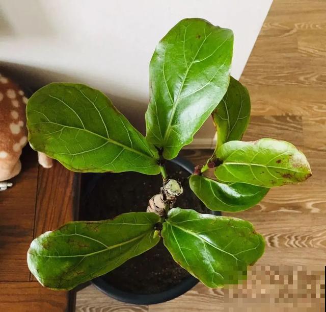 3种树，每月砍1刀，呼呼疯狂冒新芽！