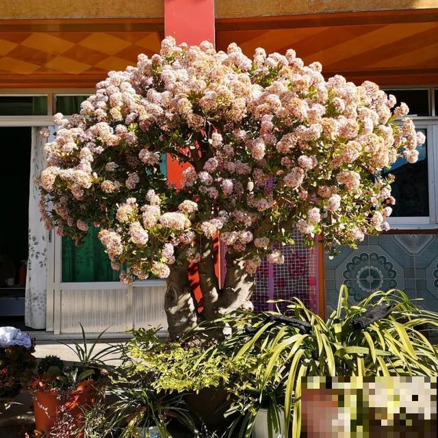 嫌花长得丑，趁现在砍头，满盆都是新叶子！