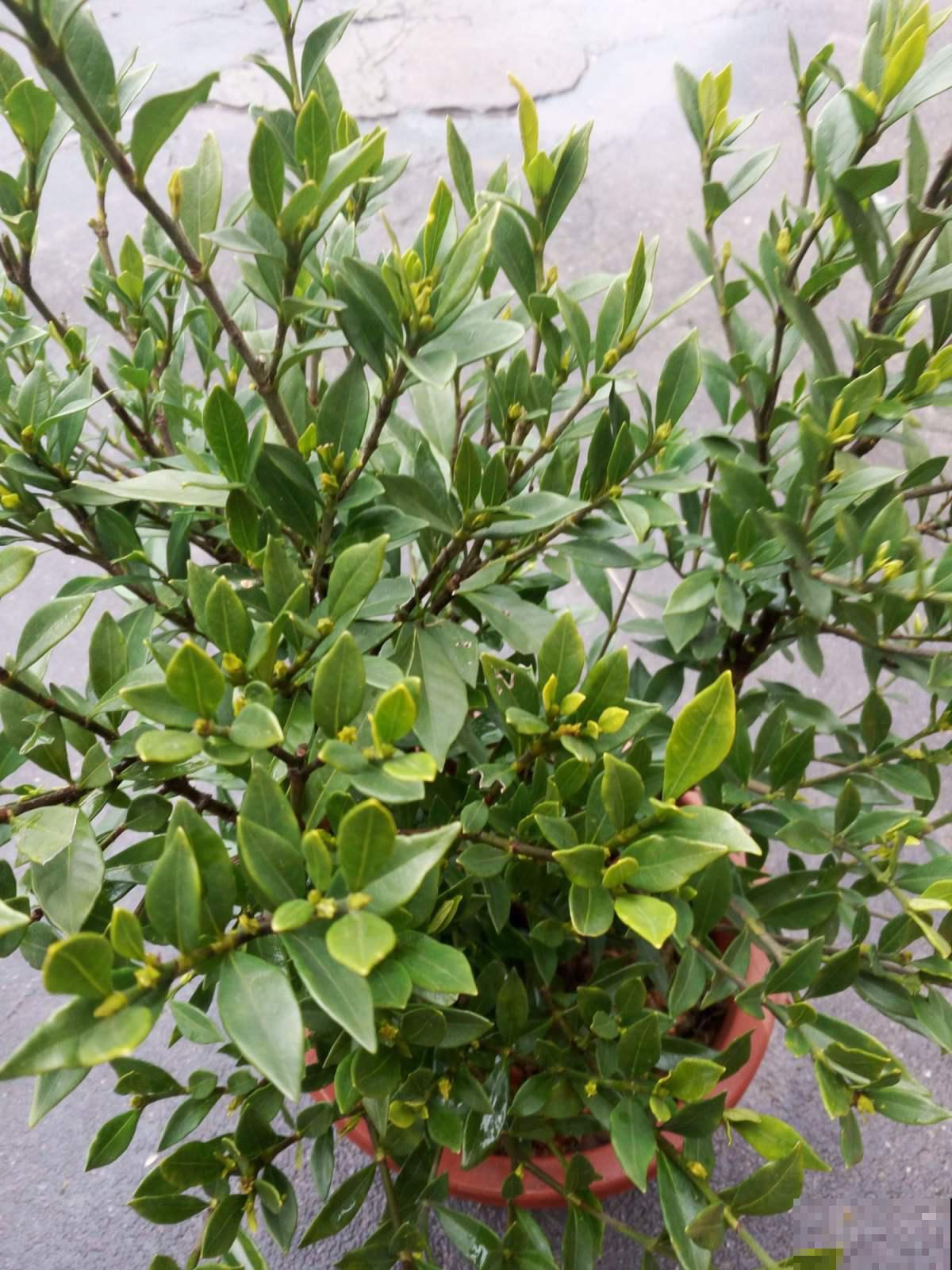想让栀子源源不断开出馥郁大花，万万不能缺了这一步，一学就会