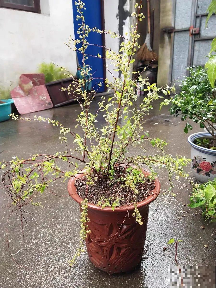 喷雪花花如其名，花量超大，开花像下雪