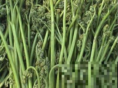 山上经常见的猴子腿，居然是野菜，掐一把还能拌菜吃