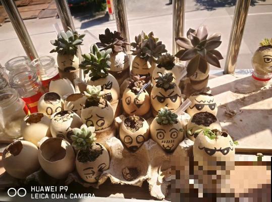 蛋壳最适合养2种花，直接碾碎就能用，大白根又粗又壮！