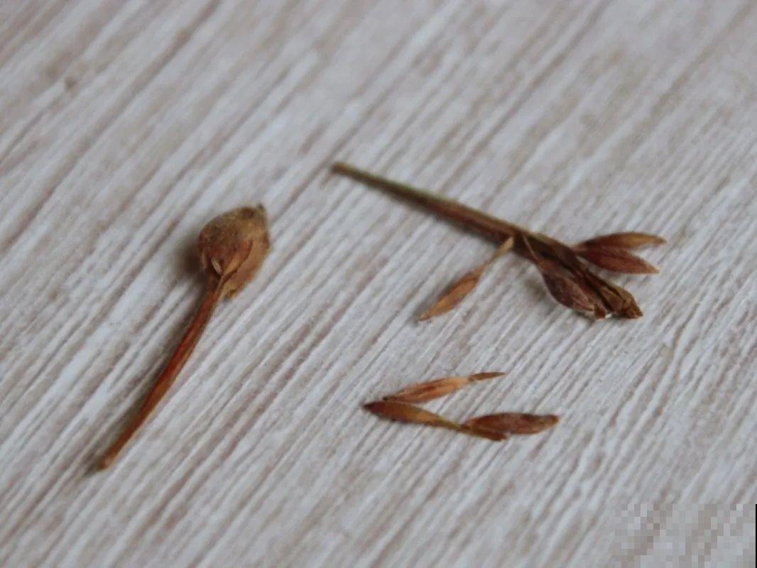 8种花不用扦插，开完花等1个月，一盆能生几十盆！