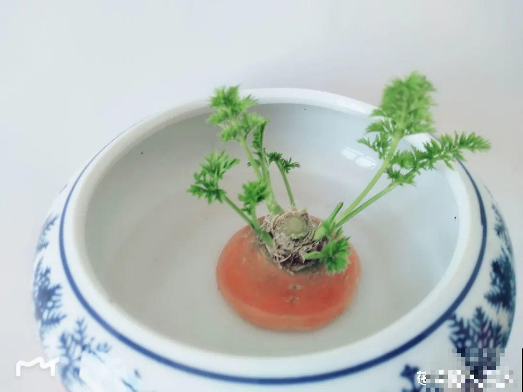 15种花超好活，掰个叉丢水里，自己发芽开出花！