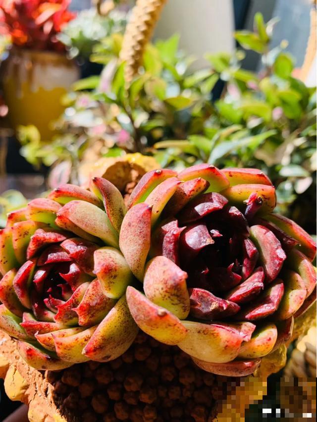 花烂根了别丢，塑料袋里捂一捂，大白根立马蹭蹭冒！