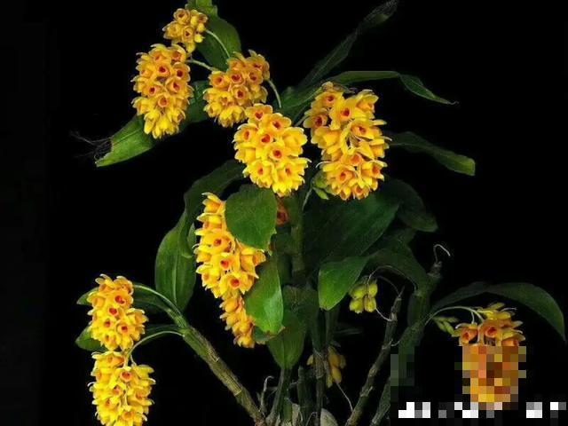 人养花，花也养人，9种花能治病，连医生也爱养！