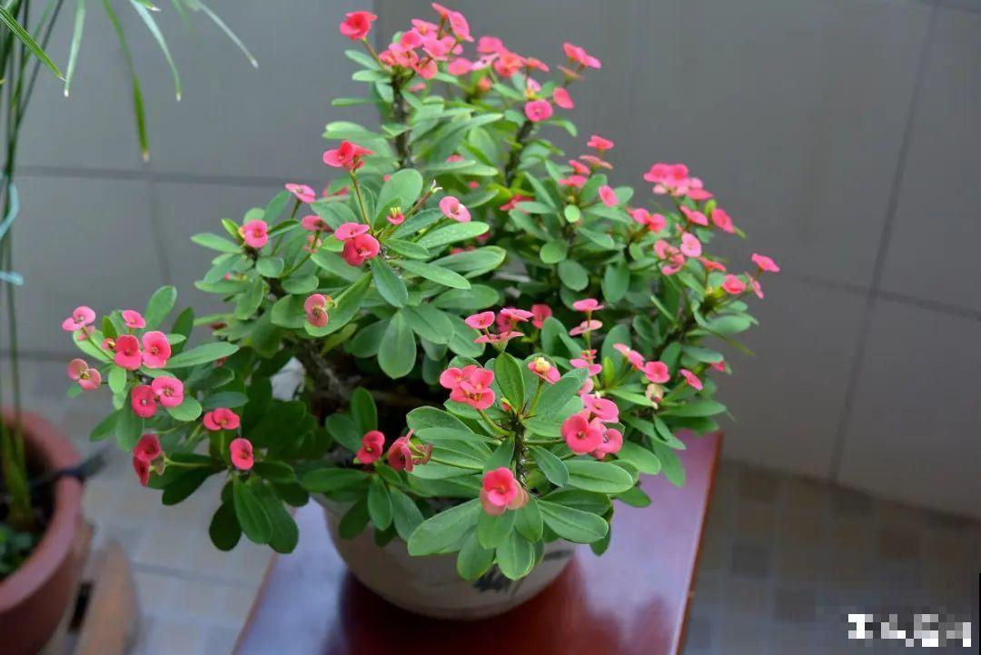 10种耐旱植物，平时少浇水，开花更准时！