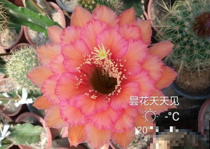 这花一年只开一次，一次只开一天，花朵却比牡丹还惊艳！