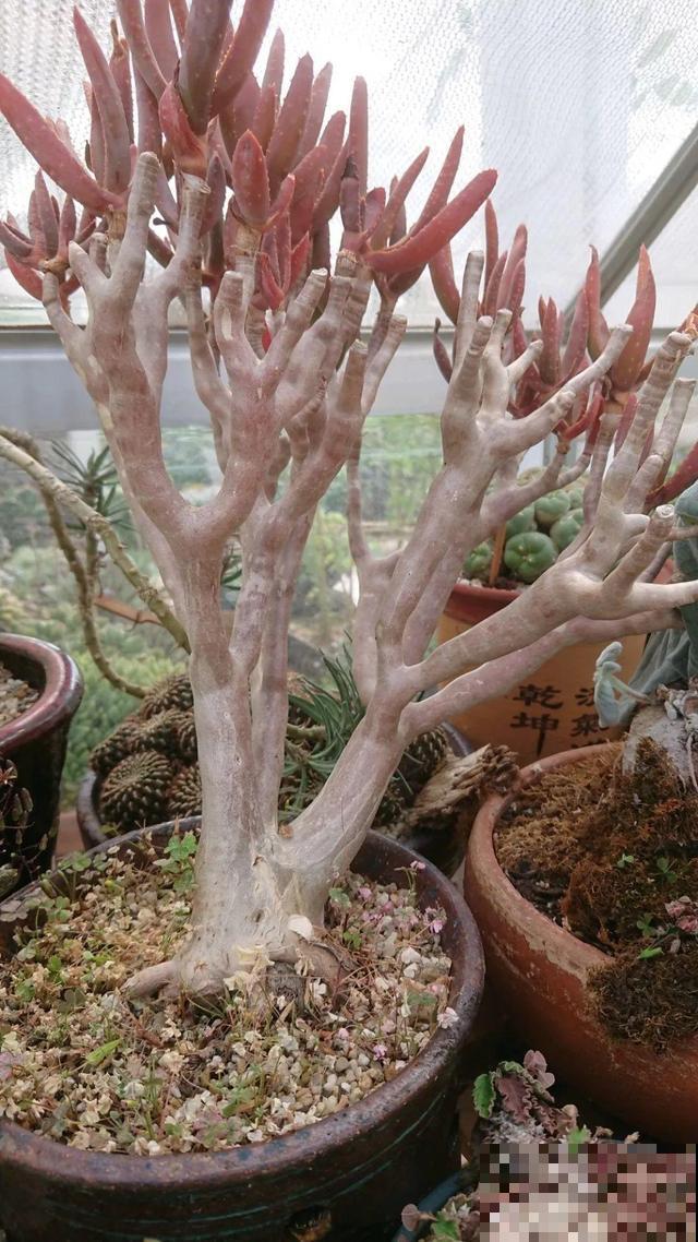 6种花能养成巨无霸，摆在家门口，路过的都称奇！