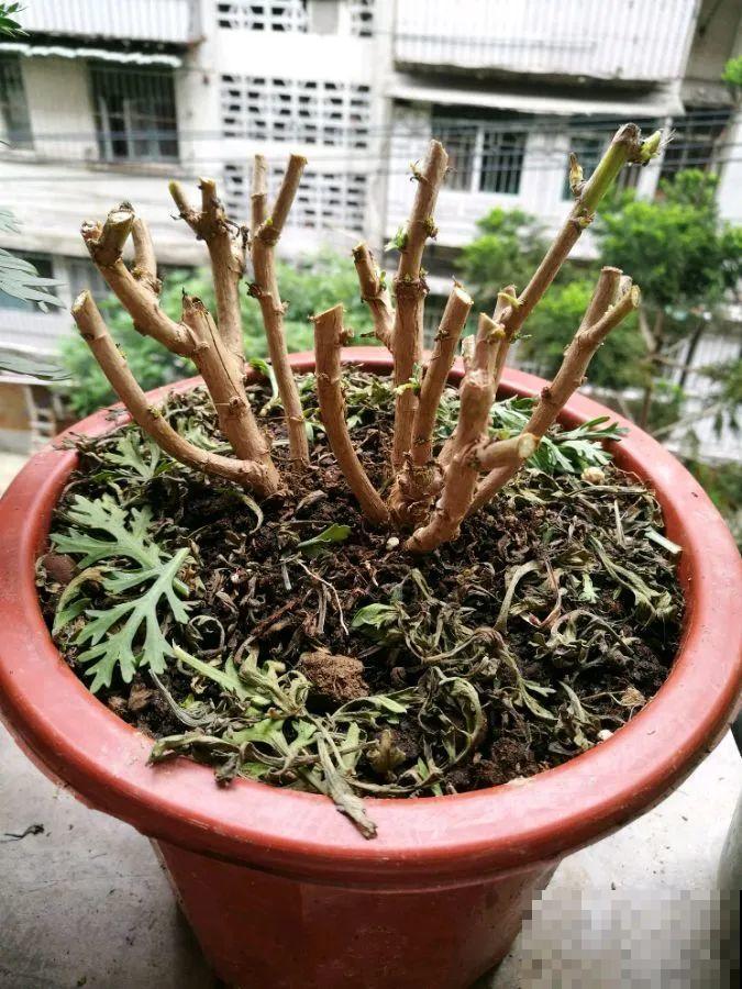 3种花，开败后狠心剪个秃头，下次开花会更猛！
