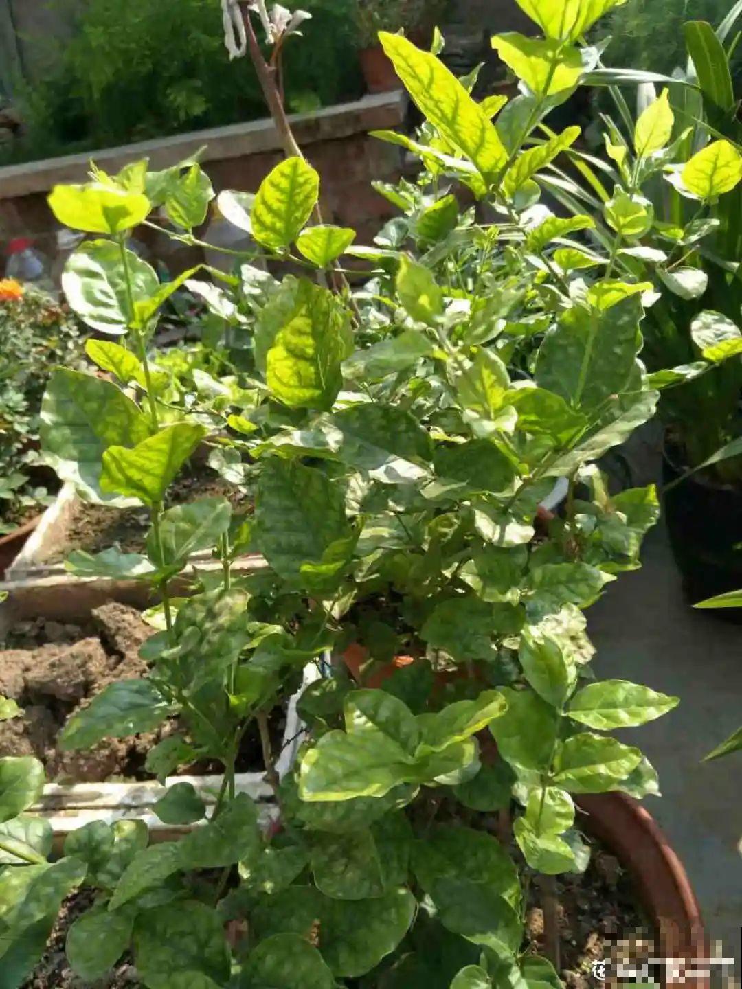 ！爱爬墙的20种花，嗖嗖爬满整面墙，看着心情就好