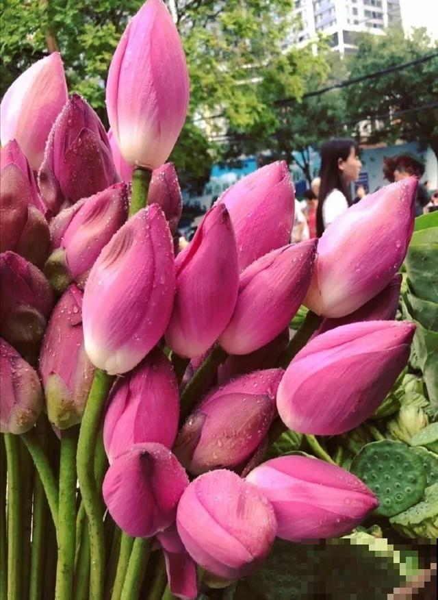 玉兰花真好吃，掐一把炒鸡蛋，竟然满嘴鸡肉味