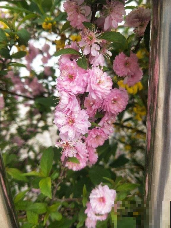 路边树开花像梅花，长的叶子像榆树，原来名字叫榆叶梅！