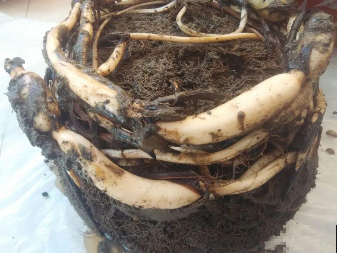 8种花不用扦插，开完花等1个月，一盆能生几十盆！