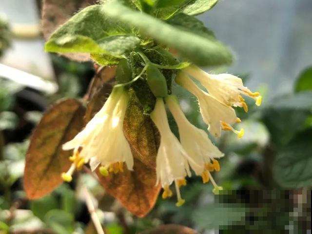 春天适合在家种果树，阳台上也能养，一棵能接满树果