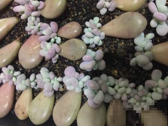 多肉度夏太难，赶紧“留个种”，小心全军覆没！