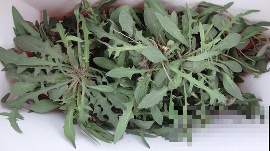 路边野草一掰流奶浆，吃起来清爽去火，最适合春天挖！