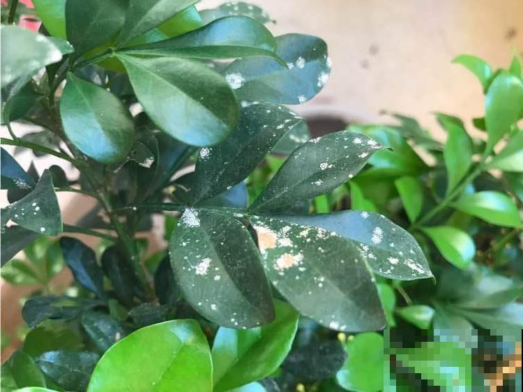 花叶子噗噗冒水珠，恭喜你，把花养灵了！