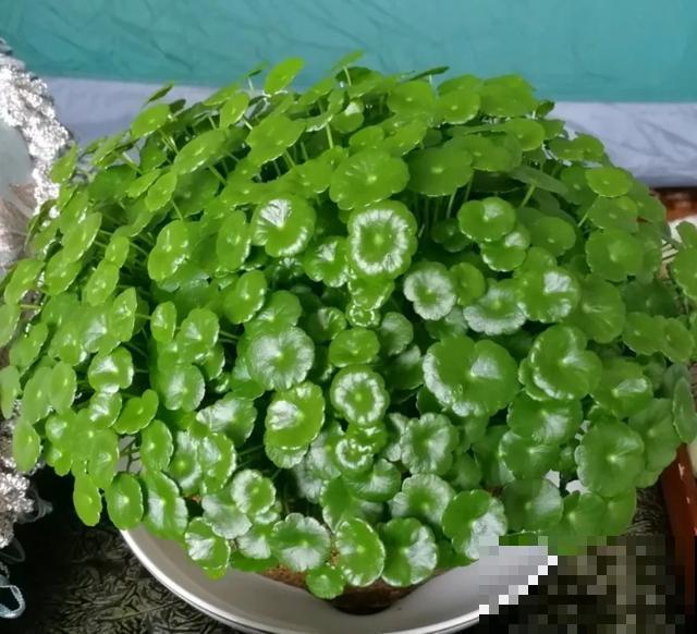 嫌花长得丑，趁现在砍头，满盆都是新叶子！