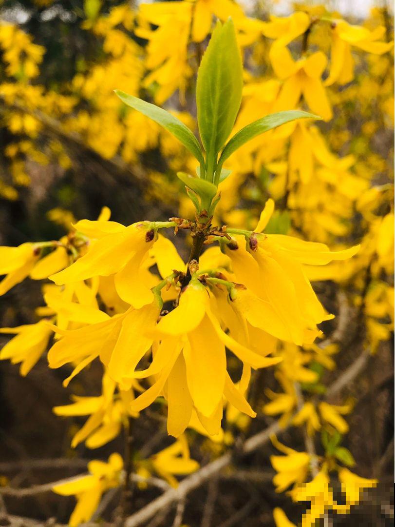 路边常见的金黄花海，名字叫做连翘，不仅模样美还是一味药！
