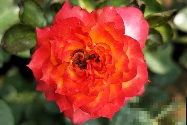 30种最漂亮的月季，春天必须来一盆，让你一次养个够！