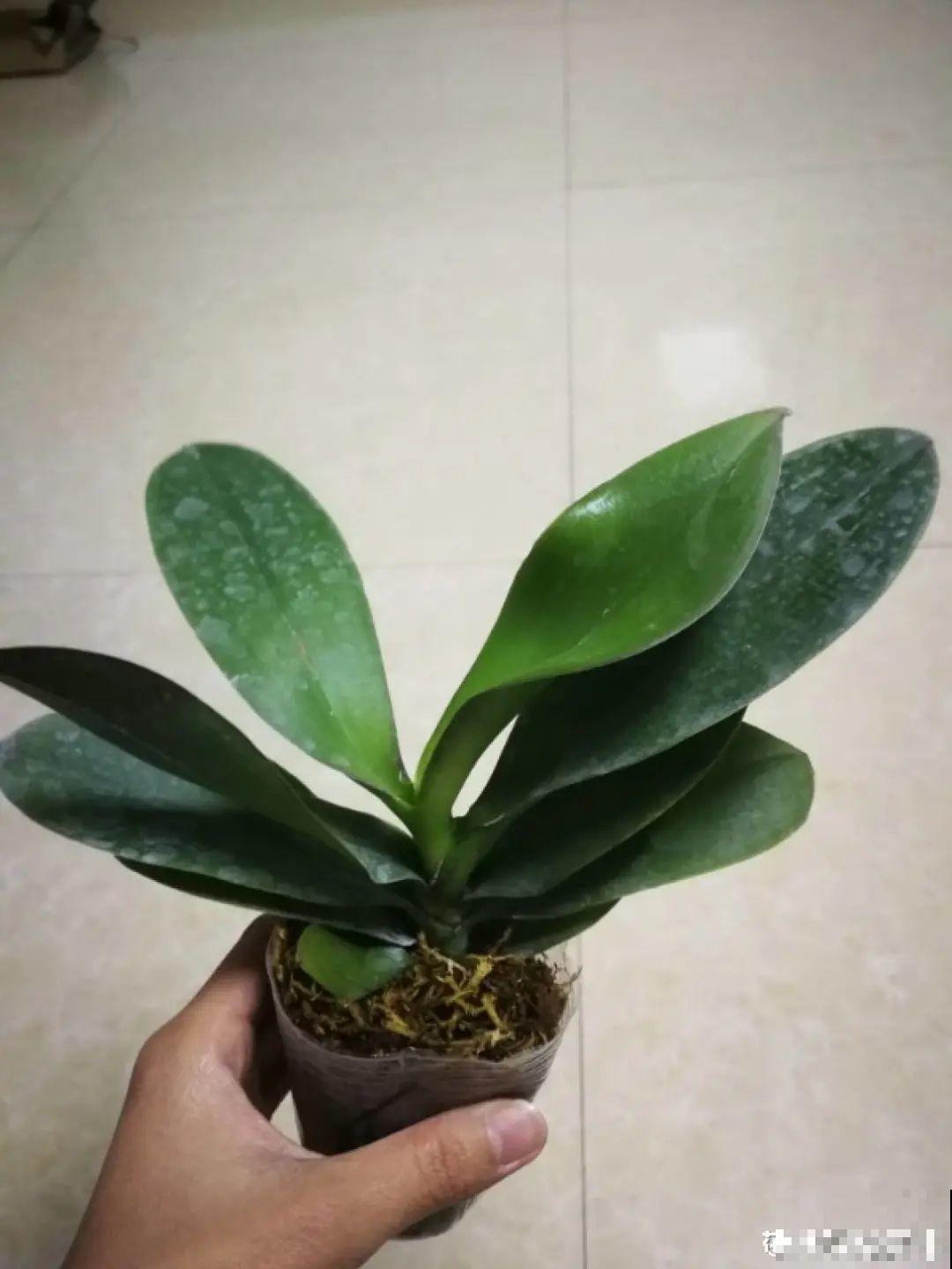 不懂花的人，开完就把花扔了，太可惜，剪一剪还能开！