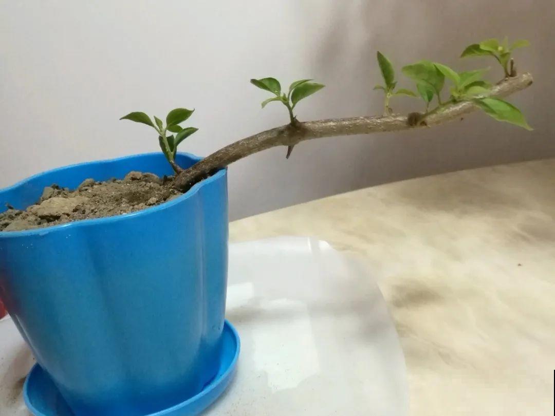 20种常见花，扦插方法大全，不用再花钱买了！