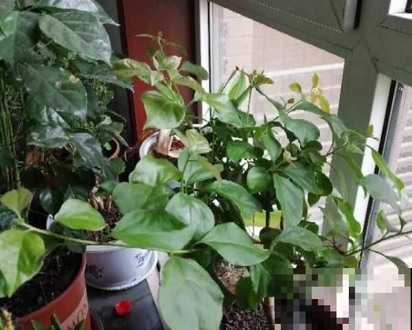 种花只长叶不开花，狠心剪一剪，呼呼长爆盆