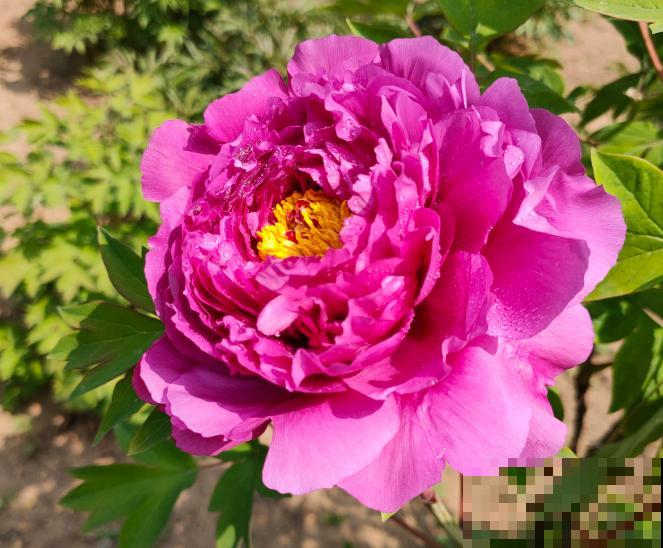 4月最大气的花，只开一朵，就惊艳全城！