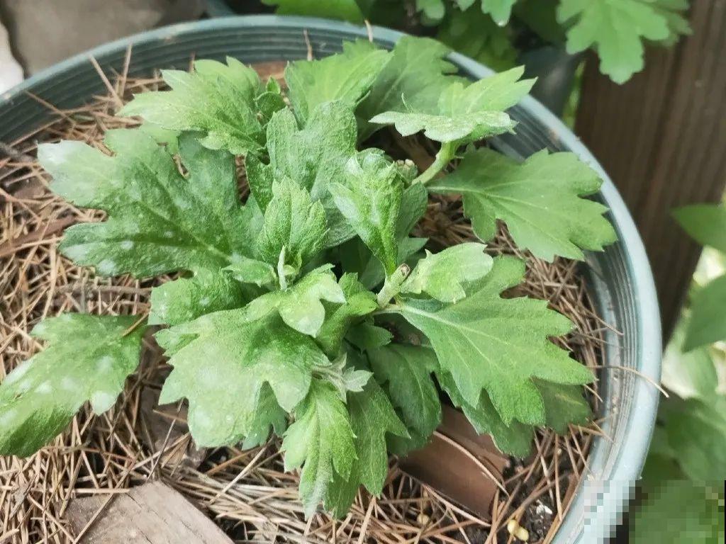 橡皮树春天要打顶，独杆变成大伞盖，叶子挤满盆！