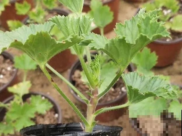 橡皮树春天要打顶，独杆变成大伞盖，叶子挤满盆！