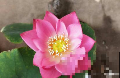 春天种碗莲，只需1粒种子1个碗，坐在家里裳荷花！