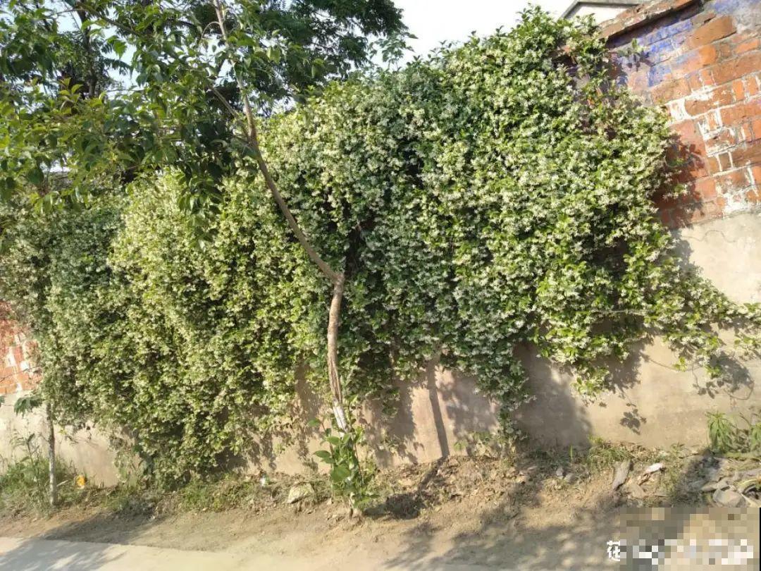 7种花要慎养，房前屋后都爬满，邻居有意见！