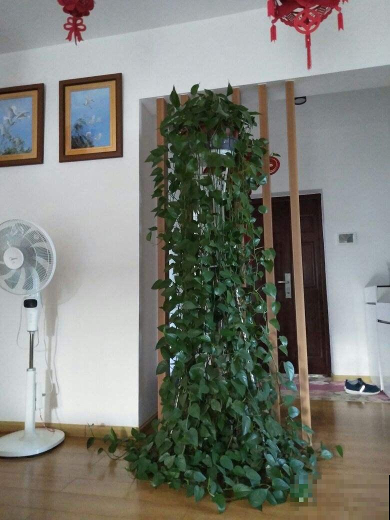 她家绿萝旺到爬满墙，其中秘密却很简单，你也能做到！