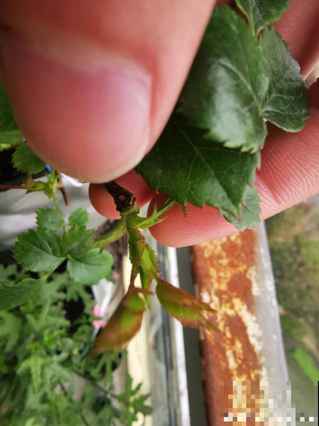 月季出现这种枝，要赶紧剪掉，不然开花会很少！