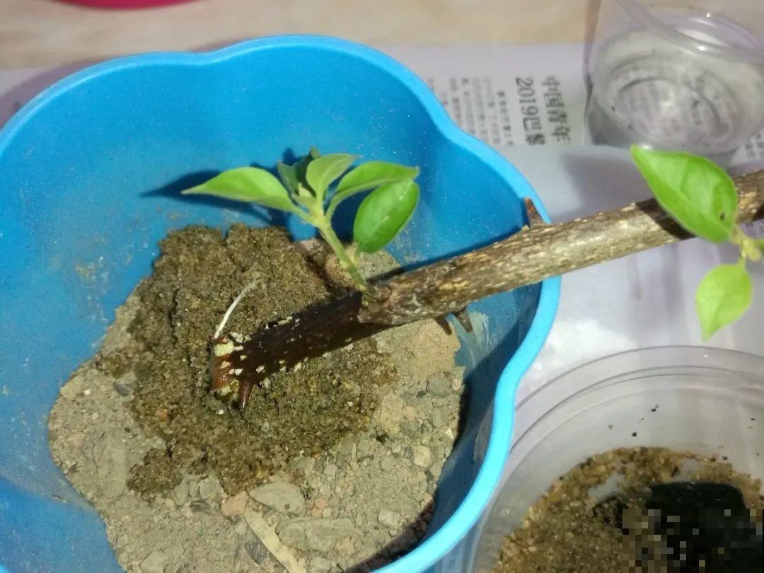 20种常见花，扦插方法大全，不用再花钱买了！