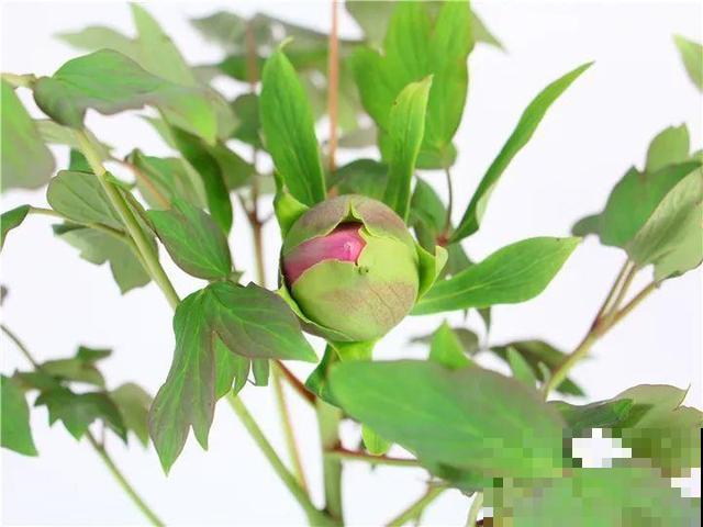 春天最大气的花，开出第一朵，就惊艳全场！