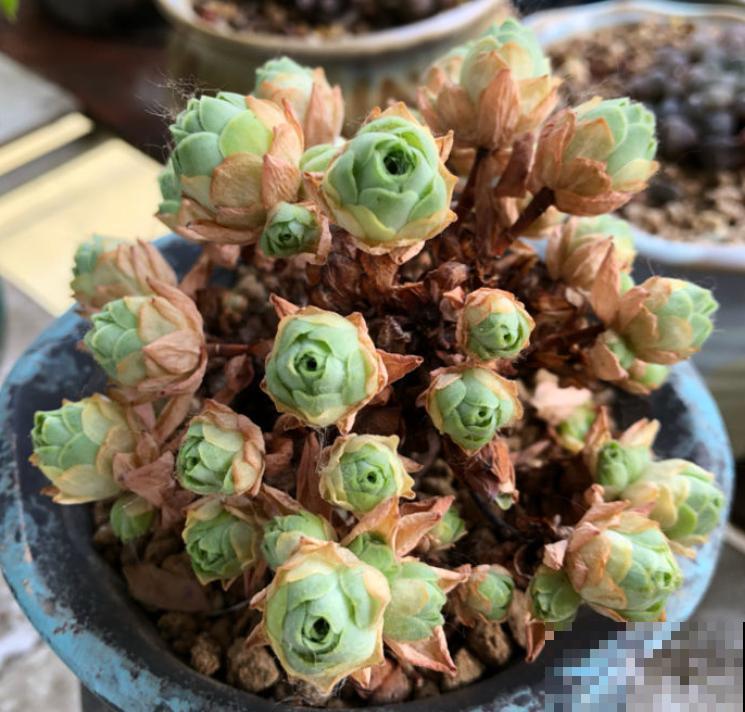 最容易度夏的10种多肉，全是大普货，皮实好养长得快！