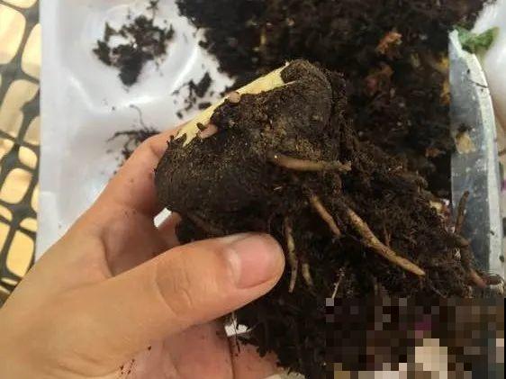 天热了，8种花不能乱浇水，小心浇完就死！