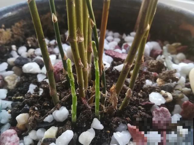 嫌花长得丑，趁现在砍头，2个月脱胎换骨！
